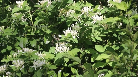 Beautiful spring wildflowers in the forest. Forest landscape. Wild nature backgr Stock Footage 154056631