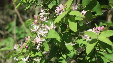 Beautiful spring wildflowers in the forest. Forest landscape. Stock Footage 154056656
