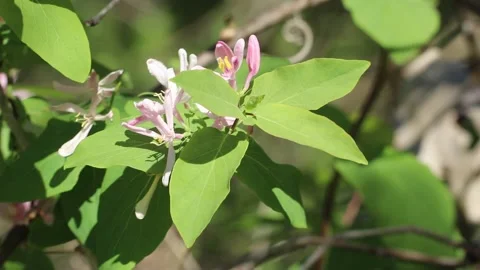 Beautiful spring wildflowers in the forest. Forest landscape.  Stock Footage 154056661