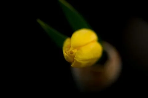 Beautiful spring yellow tulip flower in a vase on a dark background, a fest.. Stock Photos