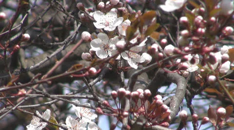 A beautiful spring.Fruit trees in bloom. 스톡 동영상 24168065