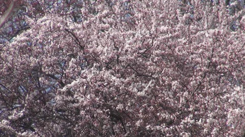 A beautiful spring.Fruit trees in bloom. Vídeos de archivo 24172944