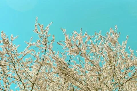 Beautiful springtime blossoming cherry tree on blue sky background with retro Stock Photos