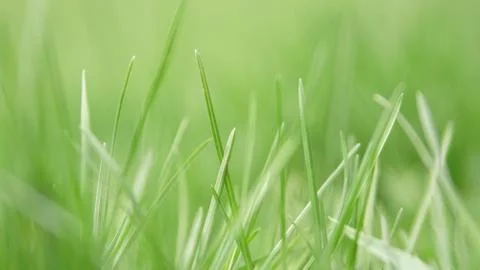 Beautiful springtime grass Stockfoto's