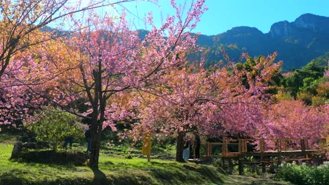 Beautiful springtime scene featuring vibrant cherry blossom trees in Stock Footage 280587588