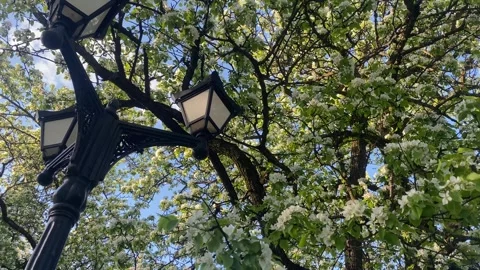 Beautiful springtime video landscape. Close-up view footage of sunny branches Stock Footage 242203813