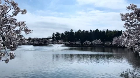 Beautiful springtime view of Sakura Park's cherry blossom lake in Aomori, Japan Video stock 309524388