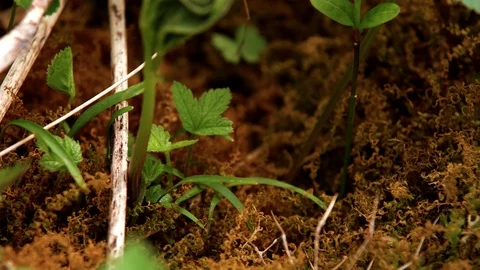 Beautiful sprout close up Stock Footage 89615794