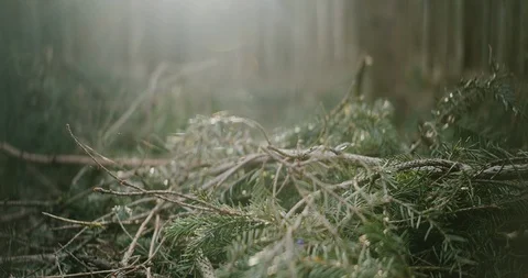Beautiful spruce branch close up. deep green color. Beautiful plant. Nature. Stock Footage 128525086