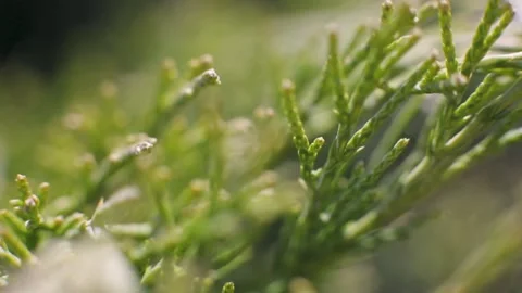 Beautiful spruce branch close up. deep green color. Beautiful plant. Nature. Stock-Footage 133616673