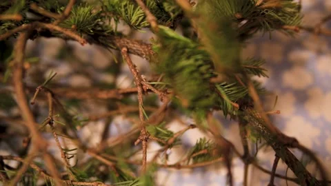 Beautiful spruce branch close up. deep green color. Beautiful plant. Nature. 스톡 동영상 133861051