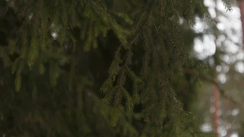 Beautiful spruce branches in the winter forest Stock Footage 124156289