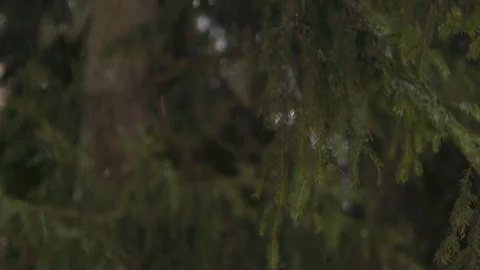 Beautiful spruce branches in the winter forest Stock Footage 124156323