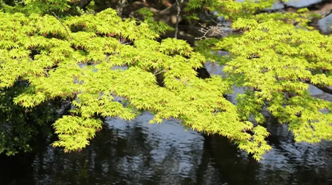 Beautiful spruce tree close-up in the forest in sunshine Stock Footage 39160477