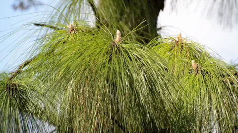 Beautiful spruce tree close-up in the forest in sunshine Stock Footage 39160676