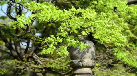 Beautiful spruce tree close-up in the forest Stock Footage 40648584