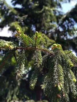 A beautiful spruce tree Stock Photos