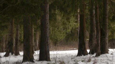 Beautiful spruce in the winter forest Stock Footage 124156166