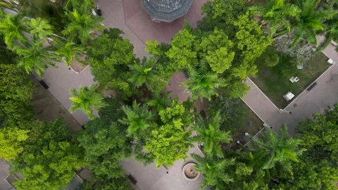 Beautiful square in Culiacán, Sinaloa filled with tree crownes. Top view by Stock Footage 325634341