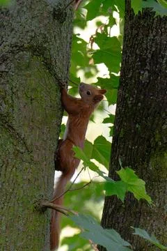 Beautiful Squirrel close up Stock Photos