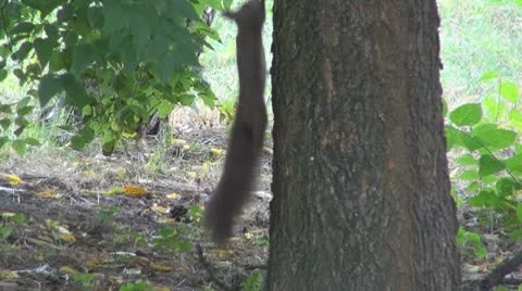 A beautiful squirrel eating Stock Footage 8847607