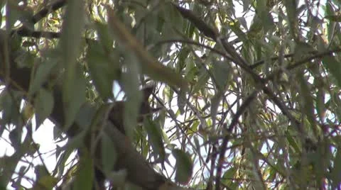A beautiful squirrel eating Видео 8847618