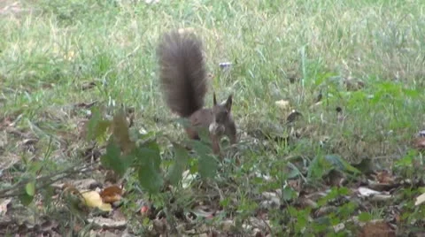 A beautiful squirrel eating Видео 8847622