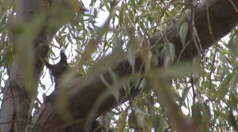 A beautiful squirrel eating 動画素材 8847630