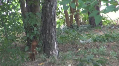A beautiful squirrel eating Vidéo 8847631