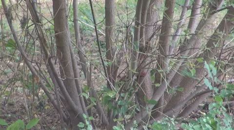 A beautiful squirrel eating Видео 8847641