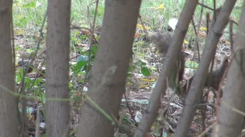 A beautiful squirrel eating Видео 8847670