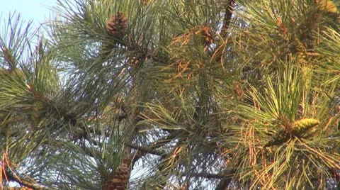 A beautiful squirrel eating Видео 8908170