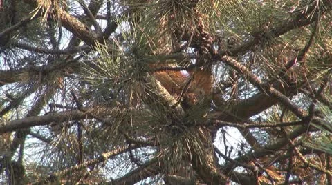 A beautiful squirrel eating Vídeos de archivo 8908285