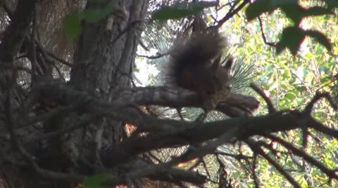 A beautiful squirrel eating Видео 8908286