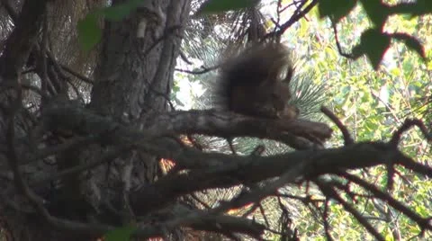 A beautiful squirrel eating Vídeo Stock 8908287