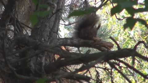 A beautiful squirrel eating Stock Footage 8908289
