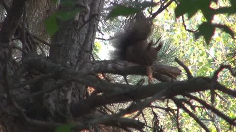 A beautiful squirrel eating Video stock 8908290