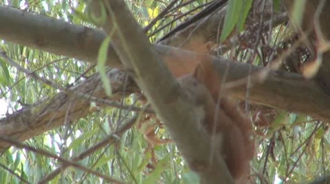 A beautiful squirrel eating 스톡 동영상 8908291