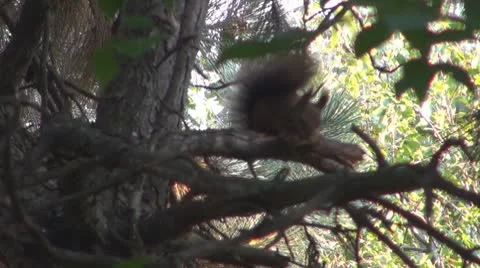 A beautiful squirrel eating Stock Footage 8908292