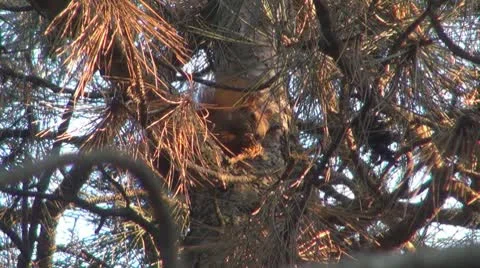 A beautiful squirrel eating 库存影片 8908726