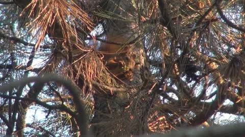 A beautiful squirrel eating Stock-Footage 8908729
