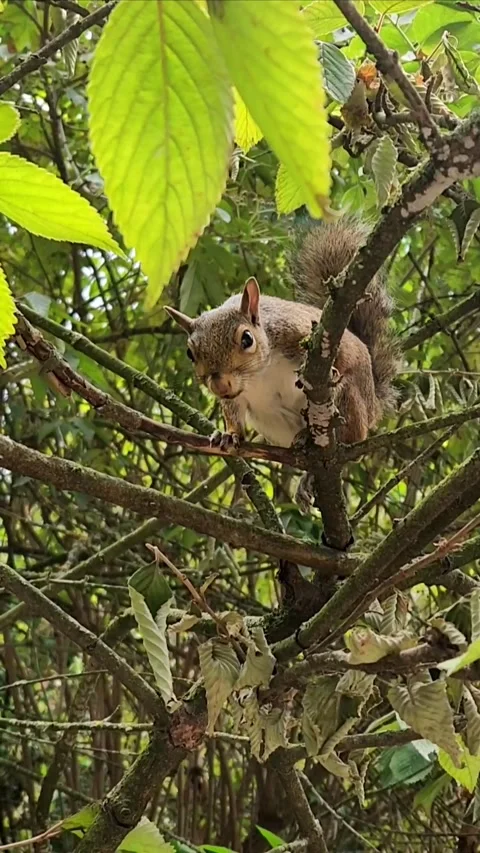 Beautiful Squirrel eating nuts 動画素材 317511608
