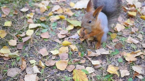 Beautiful squirrel eating nuts in the Park Vidéo 68398111