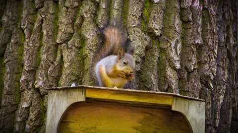 Beautiful Squirrel on the feeder eating Nut. HD 1080. Stock Footage 39848933