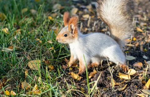A beautiful squirrel with a fluffy tail Stock Photos