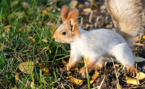 A beautiful squirrel with a fluffy tail Stock Photos