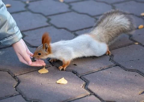 A beautiful squirrel with a fluffy tail Stock Photos