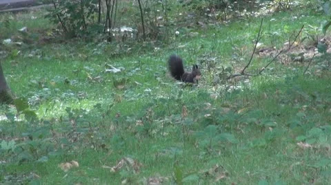Beautiful squirrel Stock Footage 8953763