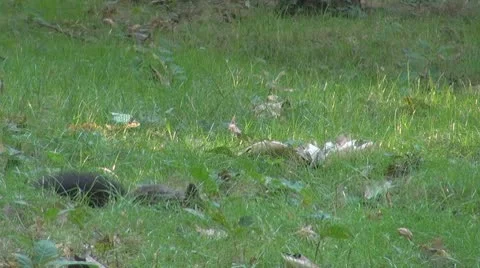 Beautiful squirrel Stock Footage 8954721