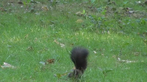 Beautiful squirrel Stock Footage 8955021
